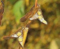 Soybean Wiki