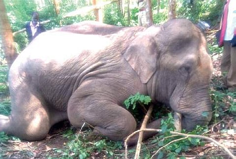 Tusker death: Animal lovers approach MoEF