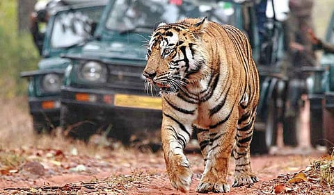 Jharkhand's first tiger safari in Latehar on the lines of Rajgir in Bihar  soon