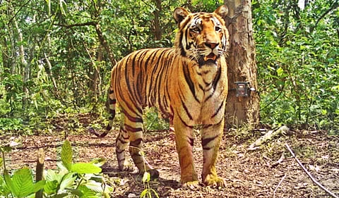 10 national parks in India to spot tigers in their natural habitat
