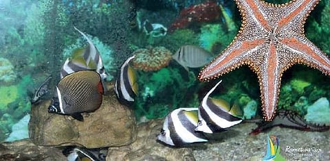 The NITI Aayog, CMFRI and WWF-India will jointly organise a two-day brainstorming session