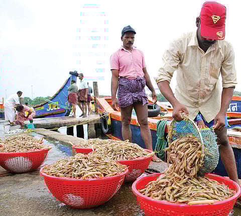 Shrimp is the only catch traditional fishermen  get these days. Fishermen arrange their catch for auction at Kalamukku fishing harbour in Kochi | K Shijith