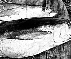 Some of the tuna that were caught by Nagapattinam fishermen.