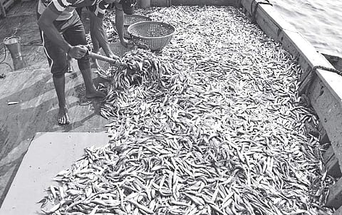 Fisherfolk who violate the rules and catch fish hatchlings using purse seine nets should be penalised heavily and their boats would be seized.