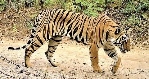 An image of Tiger used for representational purpose. (File | EPS)