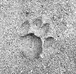 Pug marks spark leopard scare