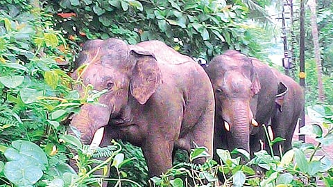 Three villagers trampled by wild elephants in Madhya Pradesh; CM orders probe, announces Rs 25 lakh for each family