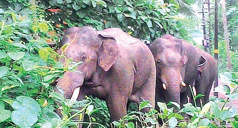 The kumki elephants which were brought from the Mudumalai sanctuary in Tamil Nadu to Mundur in Palakkad district for driving away the three wild elephants into the forests