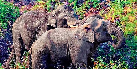 Elephants in a forest area in Kerala