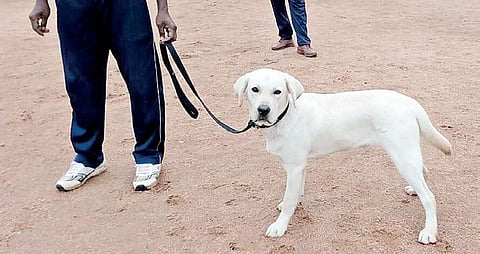 While thousands of pet owners are yet to obtain a pet license, early trends indicate that Labrador is the most popular dog breed for city residents.