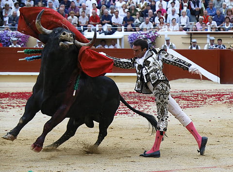 The Bayonne Festival in southern France attracts around 1 million people for its annual five-day gala, which features a range of events from bull fighting and  live music to games for children and fireworks. Spanish bullfighter Enrique Ponce fighting with a bull from Garcigrande during a bullfight in Bayonne, is seen in the picture. (Photo | AP)