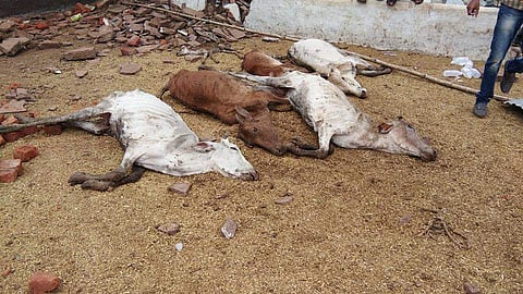 Carcass of cows rot inside the gau-shala owned by a senior BJP leader in Chhattisgarh. | Photo: lalluram.com (Special Arrangement)