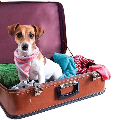 Who let the dogs into IGI airport?