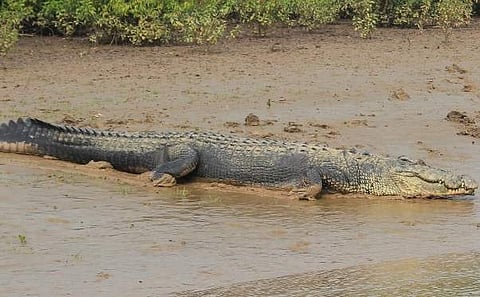 Image used for representational purpose.