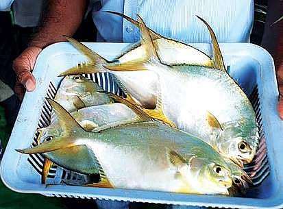 Indian pompano