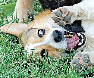 Do horror movies scare my dog?