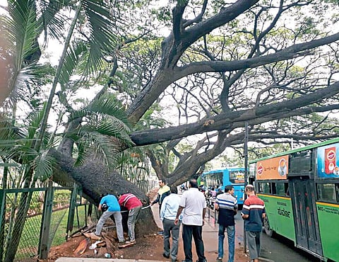 For the past one month, residents of the neighbouring areas have been agitating to save more than 100 trees that were marked for felling | Express