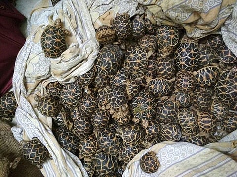 The seized tortoises were sent to Anna Zoological Park, Vandalur for rehabilitation.