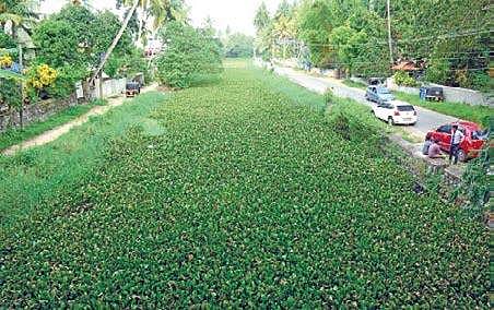 Parvathy Puthanar’s at Karikkakom stretch. It is a man-made canal running through the west coast of Thiruvananthapuram and was named after Rani Parvathi Bai who was the reigning queen of Travancore when it was built | B P Deepu