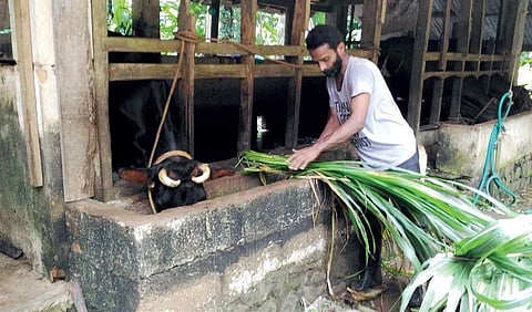 Dennis Joseph and K C Thomas have profited from dairy farming. (Express Photo Service)