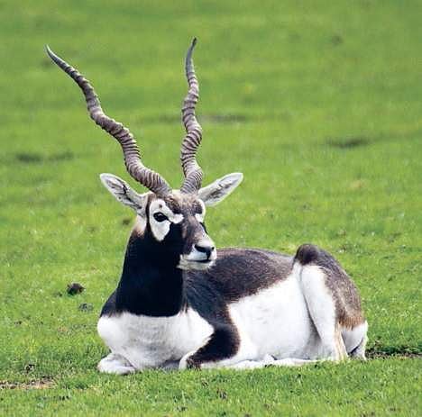 Blackbucks face bleak future for killer roads in Odisha