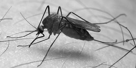 Malaria control move fails to 'net' results in Odisha