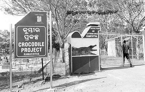 Crocodile breeding centre at Ramatirtha in dire straits