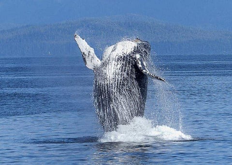 Image for representational purpose only.