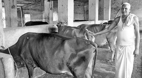 Pramod with his milch cows at Nunia Jampali farm house in Bargarh | Express