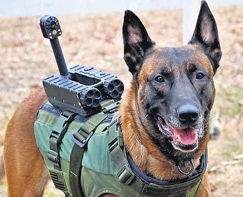 Anti-terror ops: NSG to arm canines with advanced gadgets