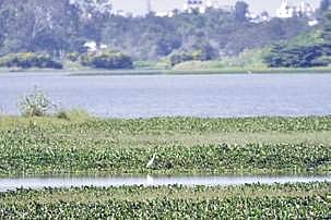 Silt-filled lakes in Bengaluru fail to impound water