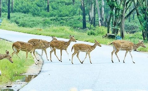 Now, chief wardens to approve pipe-laying works in protected areas