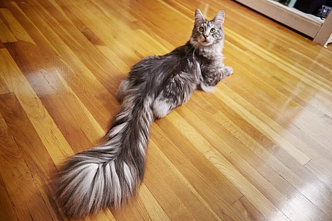 Cygnus Regulus Powers holds the record for the domestic cat with the longest tail. (Photo | AP)