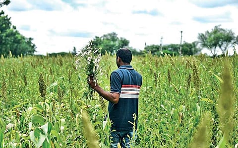 The yet-to-bloom Ganugu puvvu plants in a farmland on the outskirts of Hyderabad | Vinay Madapu
