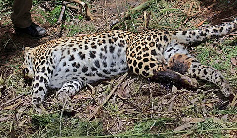 A two-year-old leopardess was electrocuted after coming into contact with live wire. | Express Photo Service