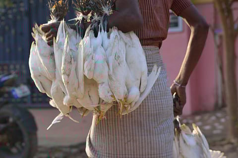 A study found that 47 out of the 53 water birds found in Kancheepuram wetlands are being hunted. | EPS