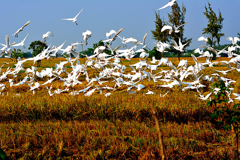 A recent study has revealed that 47 out of the 53 water-birds found in Kancheepuram wetlands are being hunted and sold in the open, despite being protected under Wildlife Act 1972. (Photo | EPS)