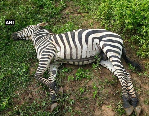 Carcass of Zebra in the  Nandankanan Zoological Park, Odisha. (Photo: ANI/Twitter)