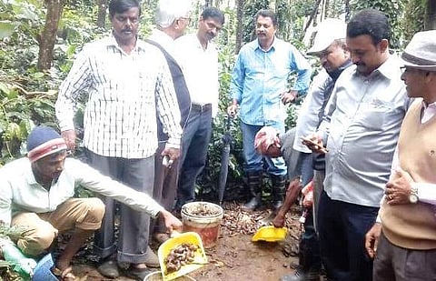 A farmer shows the African snails collected at a coffee estate in Shanivarasanthe near Somwarpet