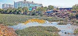 Sewage from buildings along OMR flow into Buckingham Canal, further polluting the  waterbody infested with hyacinth | romani agarwal