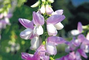 Herbal potion for lactating Moms