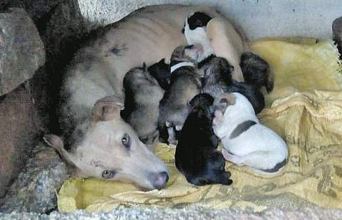 Dog with the puppies who lost their mother in the rain