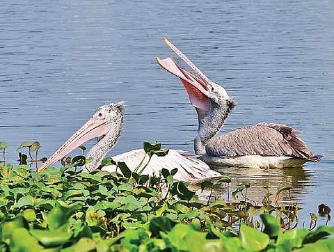 Spot-billed pelicans in the lake  Sunish P Surendran