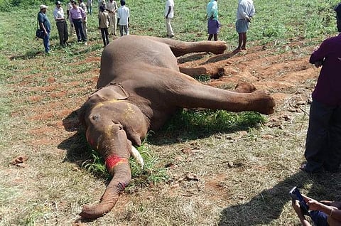 The electrocuted male elephant near Tanigebailu wildlife range in Chikkamagaluru district | G Veeresh