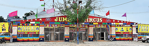 The circus is in town