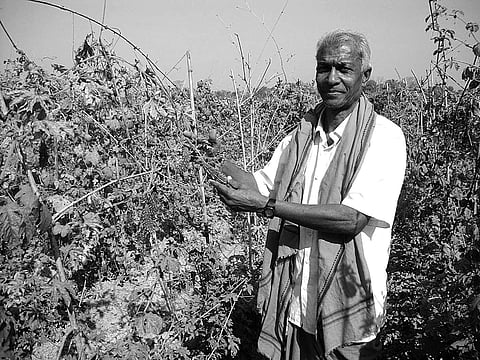 A story of farm success scripted with vegetables