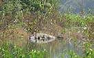 Crocodile count up in Bhitarkanika