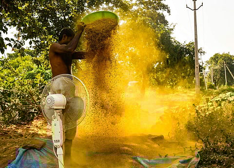 Representational image. In this file photo, a man is seen working  on turmeric outskirts of Hyderabad.  (Photo | EPS/Vinay Madapu)