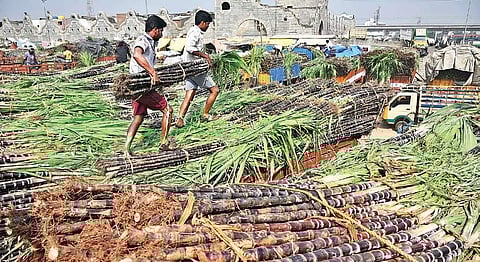 Surgarcane traders at the Koyambedu market in Chennai on Friday | express