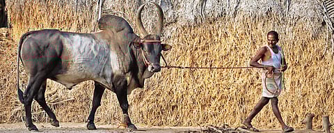 Like many indigenous breeds, Kangeyam is a suitable for a wide variety of agricultural operations and is highly resistant to diseases (A Raja Chidambaram | EPS)